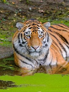 Preview wallpaper siberian tiger, big cat, animal, pond, water