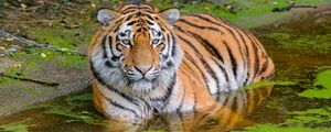 Preview wallpaper siberian tiger, big cat, animal, pond, water