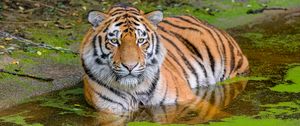 Preview wallpaper siberian tiger, big cat, animal, pond, water