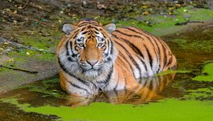 Preview wallpaper siberian tiger, big cat, animal, pond, water