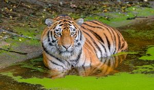 Preview wallpaper siberian tiger, big cat, animal, pond, water