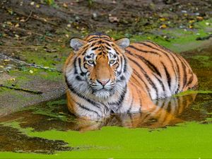 Preview wallpaper siberian tiger, big cat, animal, pond, water