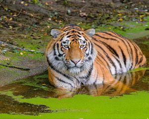 Preview wallpaper siberian tiger, big cat, animal, pond, water