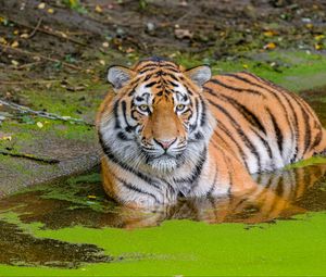Preview wallpaper siberian tiger, big cat, animal, pond, water