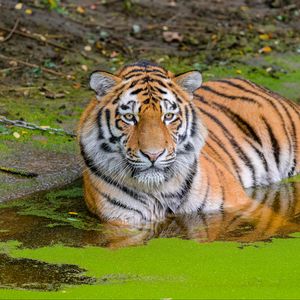 Preview wallpaper siberian tiger, big cat, animal, pond, water