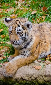 Preview wallpaper siberian tiger, cub, predator, autumn, foliage