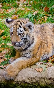 Preview wallpaper siberian tiger, cub, predator, autumn, foliage