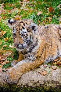 Preview wallpaper siberian tiger, cub, predator, autumn, foliage