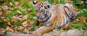 Preview wallpaper siberian tiger, cub, predator, autumn, foliage