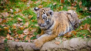 Preview wallpaper siberian tiger, cub, predator, autumn, foliage
