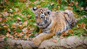 Preview wallpaper siberian tiger, cub, predator, autumn, foliage