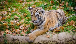 Preview wallpaper siberian tiger, cub, predator, autumn, foliage