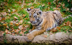 Preview wallpaper siberian tiger, cub, predator, autumn, foliage