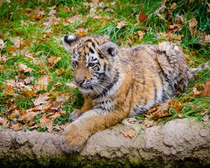 Preview wallpaper siberian tiger, cub, predator, autumn, foliage