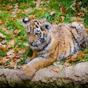 Preview wallpaper siberian tiger, cub, predator, autumn, foliage