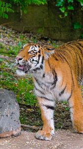 Preview wallpaper siberian tiger, glance, grin, predator, big cat