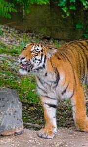 Preview wallpaper siberian tiger, glance, grin, predator, big cat