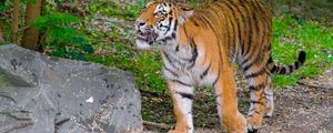 Preview wallpaper siberian tiger, glance, grin, predator, big cat