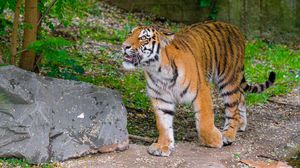 Preview wallpaper siberian tiger, glance, grin, predator, big cat