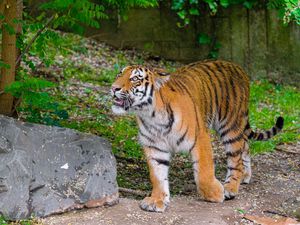 Preview wallpaper siberian tiger, glance, grin, predator, big cat