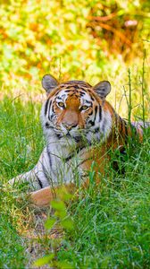 Preview wallpaper siberian tiger, grass, animal, predator, wild