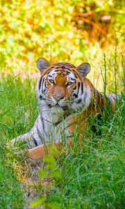 Preview wallpaper siberian tiger, grass, animal, predator, wild