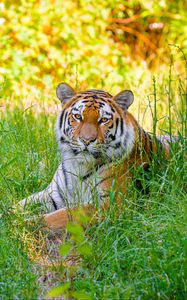 Preview wallpaper siberian tiger, grass, animal, predator, wild