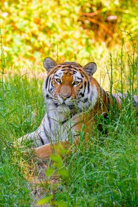 Preview wallpaper siberian tiger, grass, animal, predator, wild