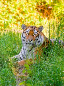 Preview wallpaper siberian tiger, grass, animal, predator, wild