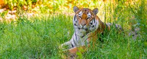 Preview wallpaper siberian tiger, grass, animal, predator, wild