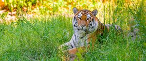 Preview wallpaper siberian tiger, grass, animal, predator, wild