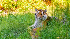 Preview wallpaper siberian tiger, grass, animal, predator, wild