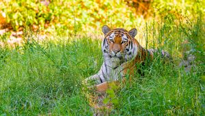 Preview wallpaper siberian tiger, grass, animal, predator, wild