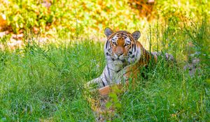 Preview wallpaper siberian tiger, grass, animal, predator, wild