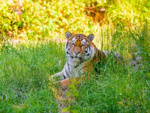 Preview wallpaper siberian tiger, grass, animal, predator, wild