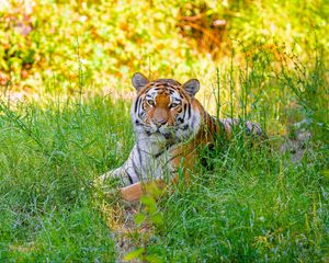 Preview wallpaper siberian tiger, grass, animal, predator, wild