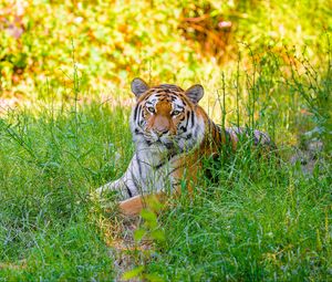 Preview wallpaper siberian tiger, grass, animal, predator, wild