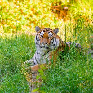 Preview wallpaper siberian tiger, grass, animal, predator, wild