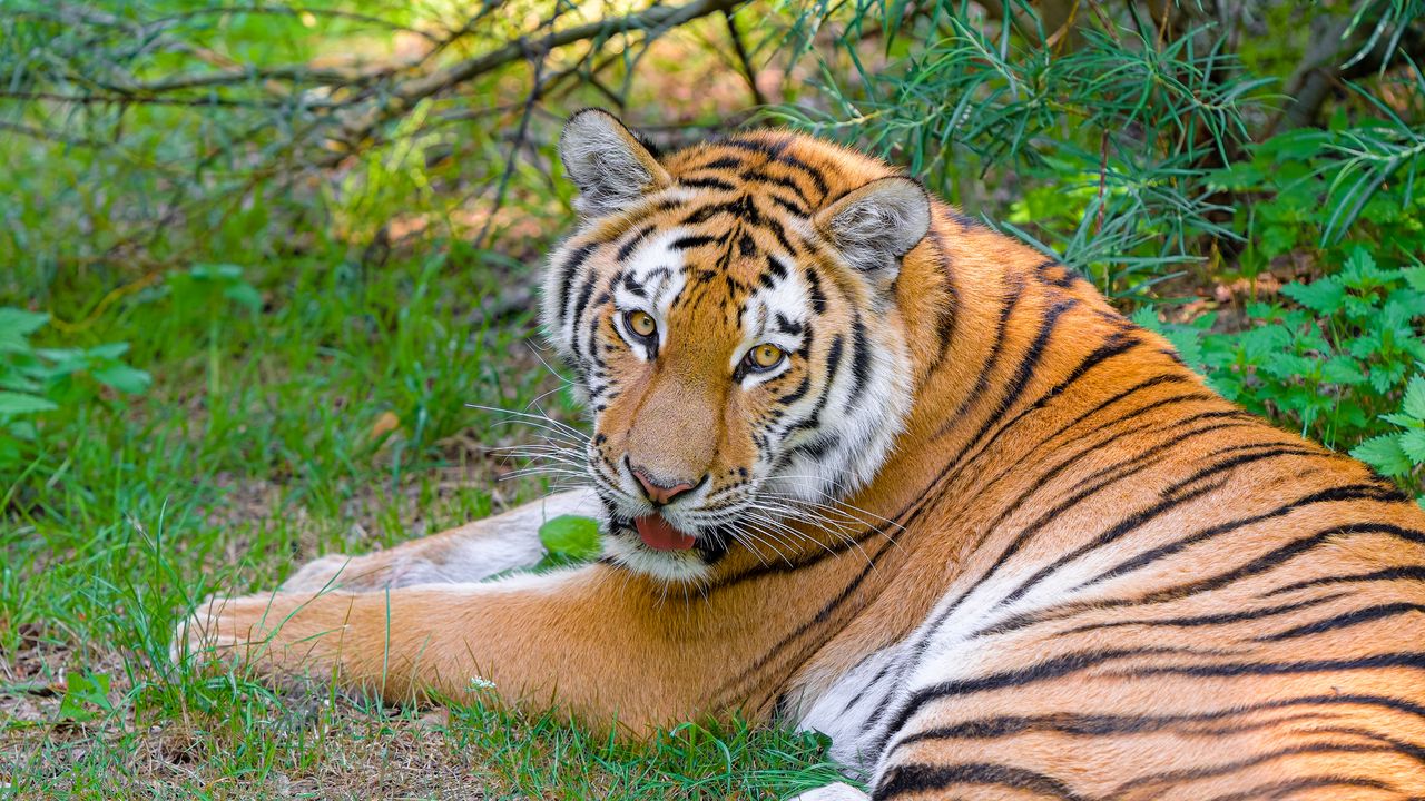 Wallpaper siberian tiger, look, predator, big cat, grass