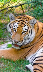 Preview wallpaper siberian tiger, look, predator, big cat, grass