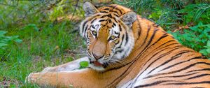 Preview wallpaper siberian tiger, look, predator, big cat, grass