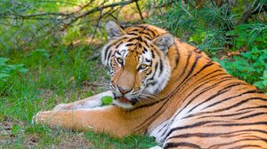 Preview wallpaper siberian tiger, look, predator, big cat, grass