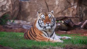 Preview wallpaper siberian tiger, lying, predator