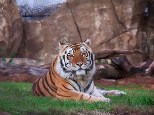 Preview wallpaper siberian tiger, lying, predator