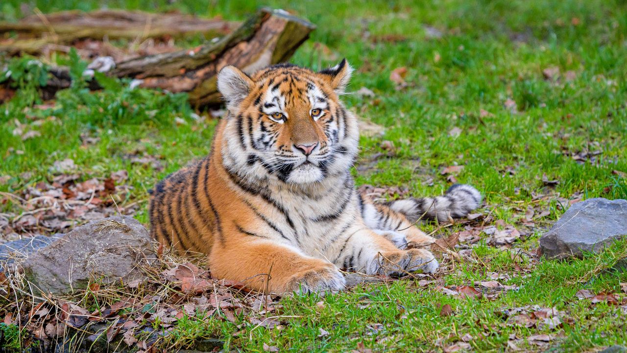 Wallpaper siberian tiger, pose, grass, predator, big cat