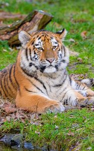 Preview wallpaper siberian tiger, pose, grass, predator, big cat