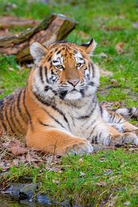 Preview wallpaper siberian tiger, pose, grass, predator, big cat