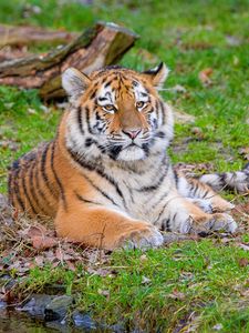 Preview wallpaper siberian tiger, pose, grass, predator, big cat