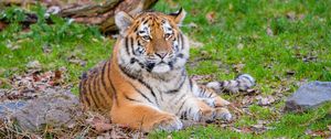 Preview wallpaper siberian tiger, pose, grass, predator, big cat