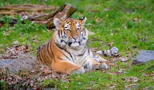 Preview wallpaper siberian tiger, pose, grass, predator, big cat